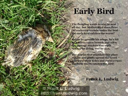 early bird impression