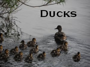 Ducks