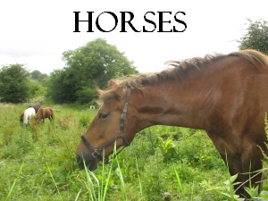 Horses