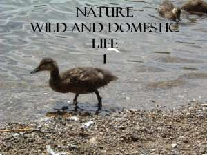 Nature, Wild and Domestic Life 1