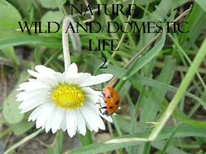 Nature, Wild and Domestic Life 2