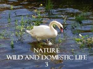 Nature, Wild and Domestic Life 3
