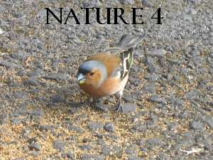 Nature, Wild and Domestic Life 4
