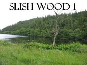 Slish Wood (Sleuth Wood)