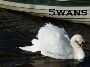 Swans