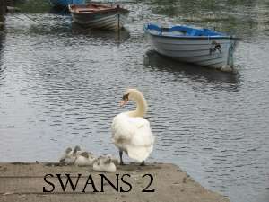 Swans 2
